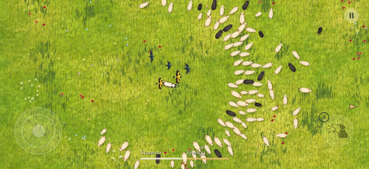Kangal circles a large flock of white and black sheep among grass, flowers and flying birds.