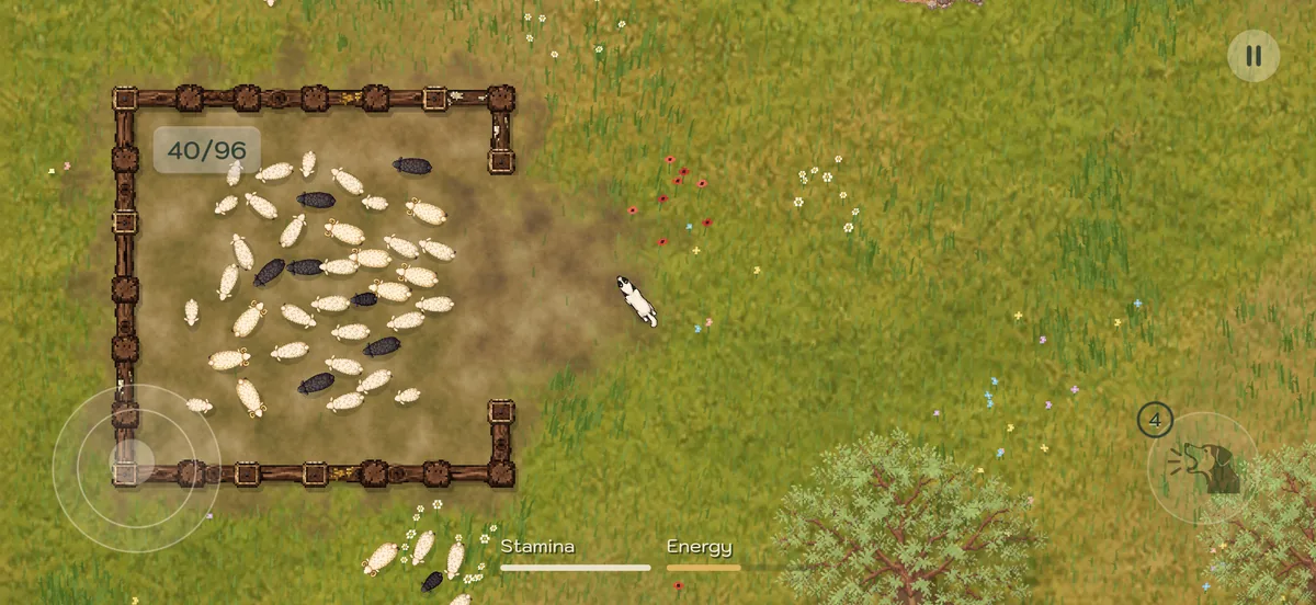 Kangal stands beside the open gate as white and black sheep gather inside a wooden pen.