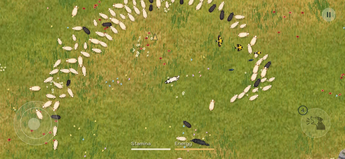 A dark wolf approaches the scattered flock while Kangal runs across the meadow to protect the sheep.